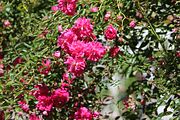 14 - Butchard Gardens  - IMG_1596